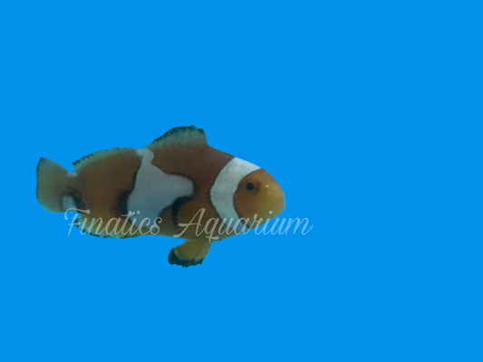 One Designer Clownfish WYSWYG #105 Saltwater Fish