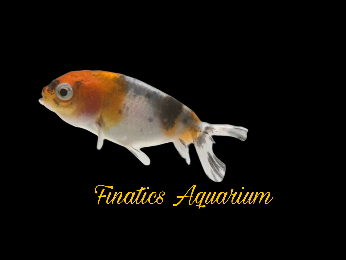 R2140 Ranchu Goldfish WYSWYG  (Item #R2140) Approx 2”