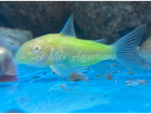 One Green Glo Corydora Fish