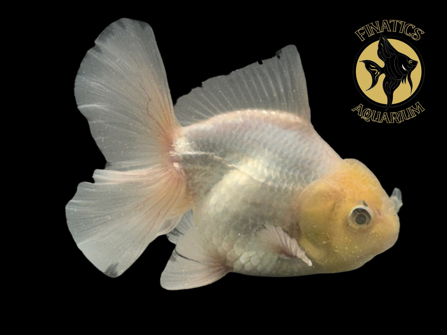 R2115 Thai Oranda Goldfish WYSWYG  (Item #R2115) Approx 4-5”