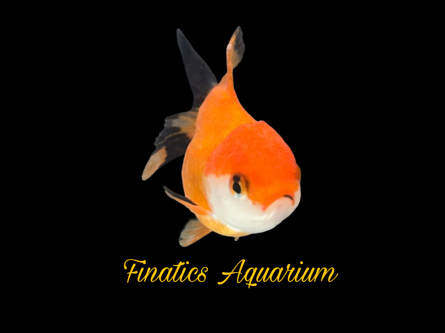 One Oranda Goldfish Approx 2-3”  WYSWYG  r2030