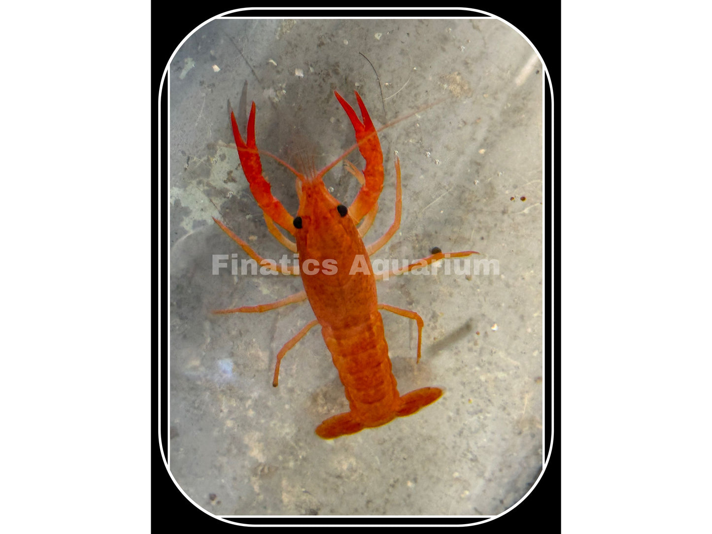 One Red Orange Lobster (Crawdad) Freshwater