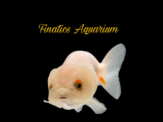 R2157 Thai Lionhead Ranchu Goldfish WYSWYG  (Item #R2157) Approx 2 - 3”