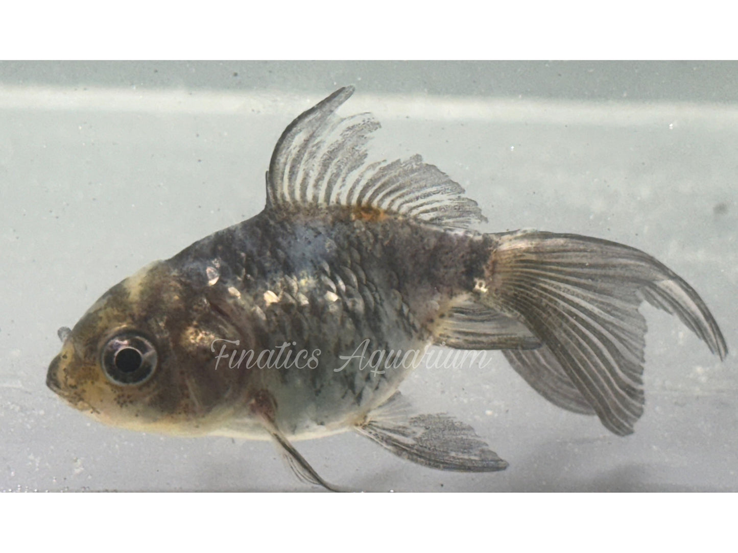 Oranda Goldfish SAC