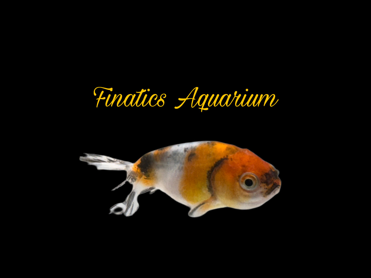 R2140 Ranchu Goldfish WYSWYG  (Item #R2140) Approx 2”