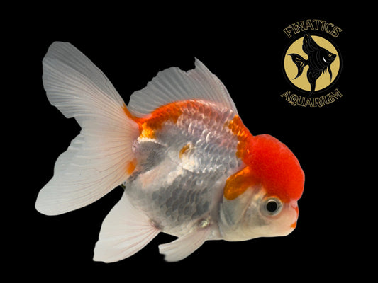 R2120 Thai Oranda Goldfish WYSWYG  (Item #R2120) Approx 2-3”