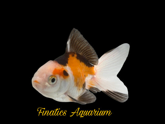 R2137 Oranda Goldfish WYSWYG  (Item #R2137) Approx 2”