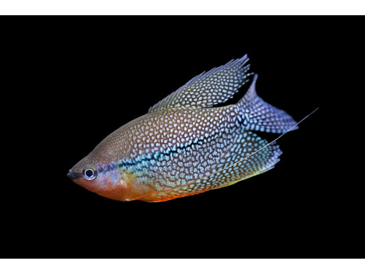 One Pearl Gourami