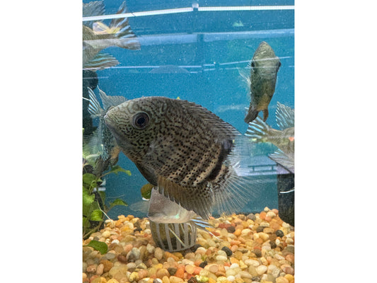 Rio Tocantins Severum (Heros efasciatus "Rio Tocantins")