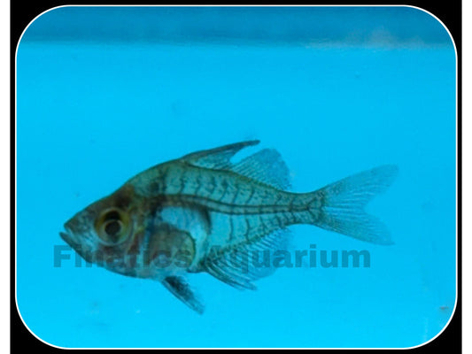 One Glass Fish - Indian Glassy - Nano Fish
