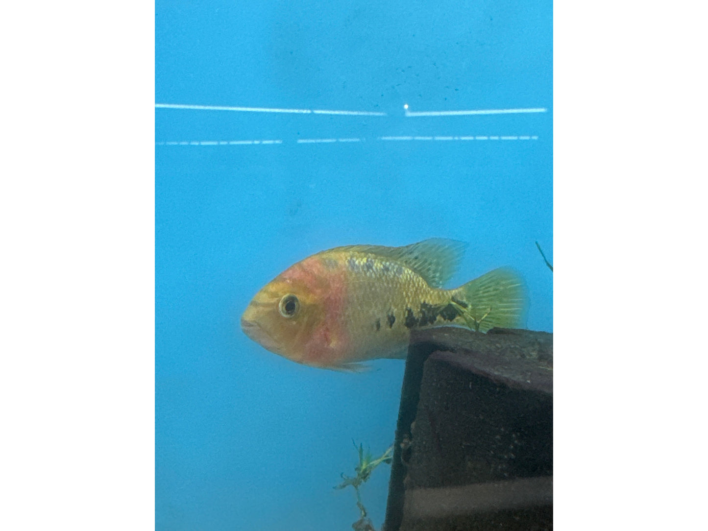 Redhead Synspilum Cichlid (Vieja melanurus) Juvenile Approx 2”