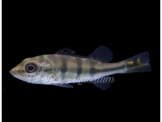 One Kelberi “Golden” Peacock Bass