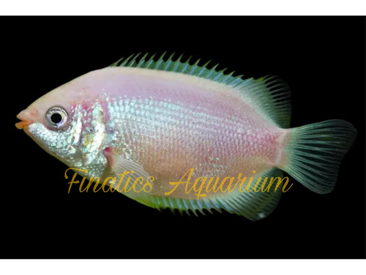 One Pink Kissing Gourami Approx 2.5-3”