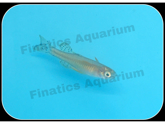 Gertrude Blue Eye Rainbow Fish. (T5G)