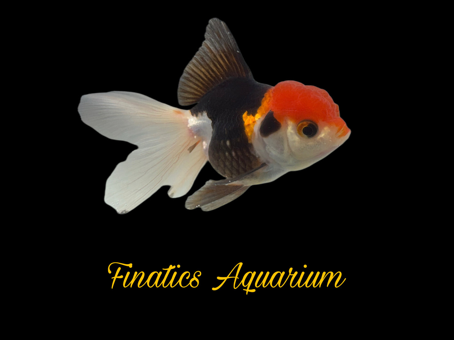 One Oranda Goldfish Approx 2-3”  WYSWYG  r1024