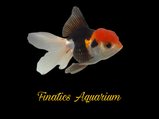 One Oranda Goldfish Approx 2-3”  WYSWYG  r1024