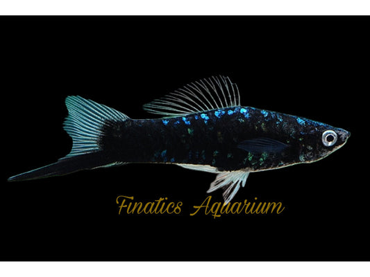 One Black Swordtail Molly Fish Approx 1.5-2”