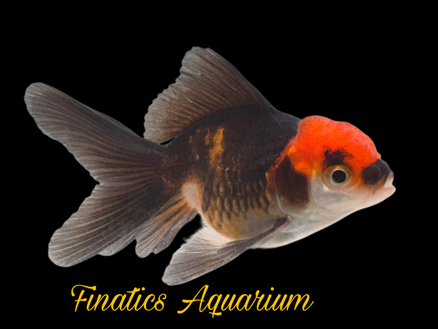 R2301 Oranda Goldfish WYSWYG  Approx 2”