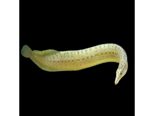 One Barred Spiny Eel-Fish Freshwater