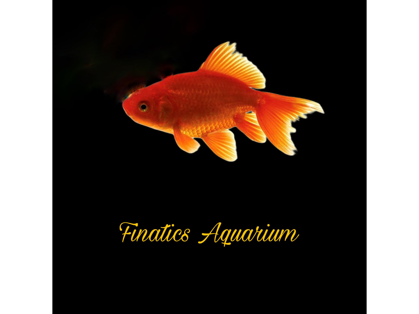 One Red Fantail Goldfish Approx 2.5”