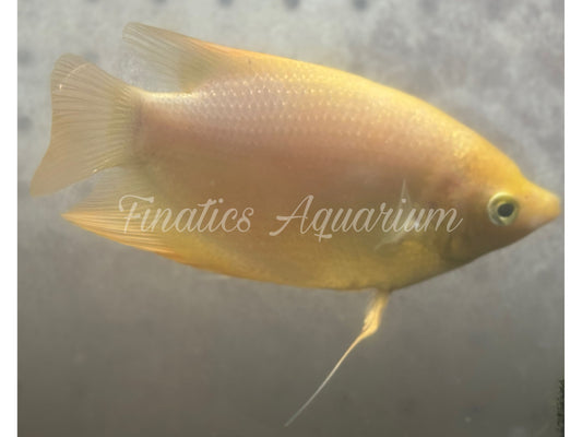 One Gold Giant Gourami Osphronemus