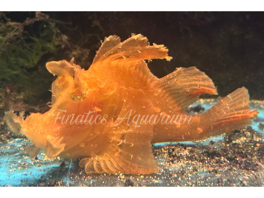 One Yellow Rhinopias Scorpionfish Saltwater Rare Fish - Please read description-