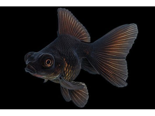 One Black Moor Goldfish approx 2”