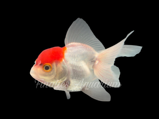 R1084 Thai Show Grade Oranda Goldfish WYSWYG  (Item #R1084)