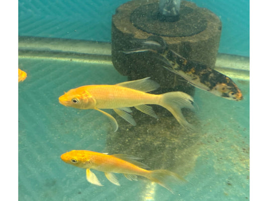 Assorted Butterfly Koi Approx 3”