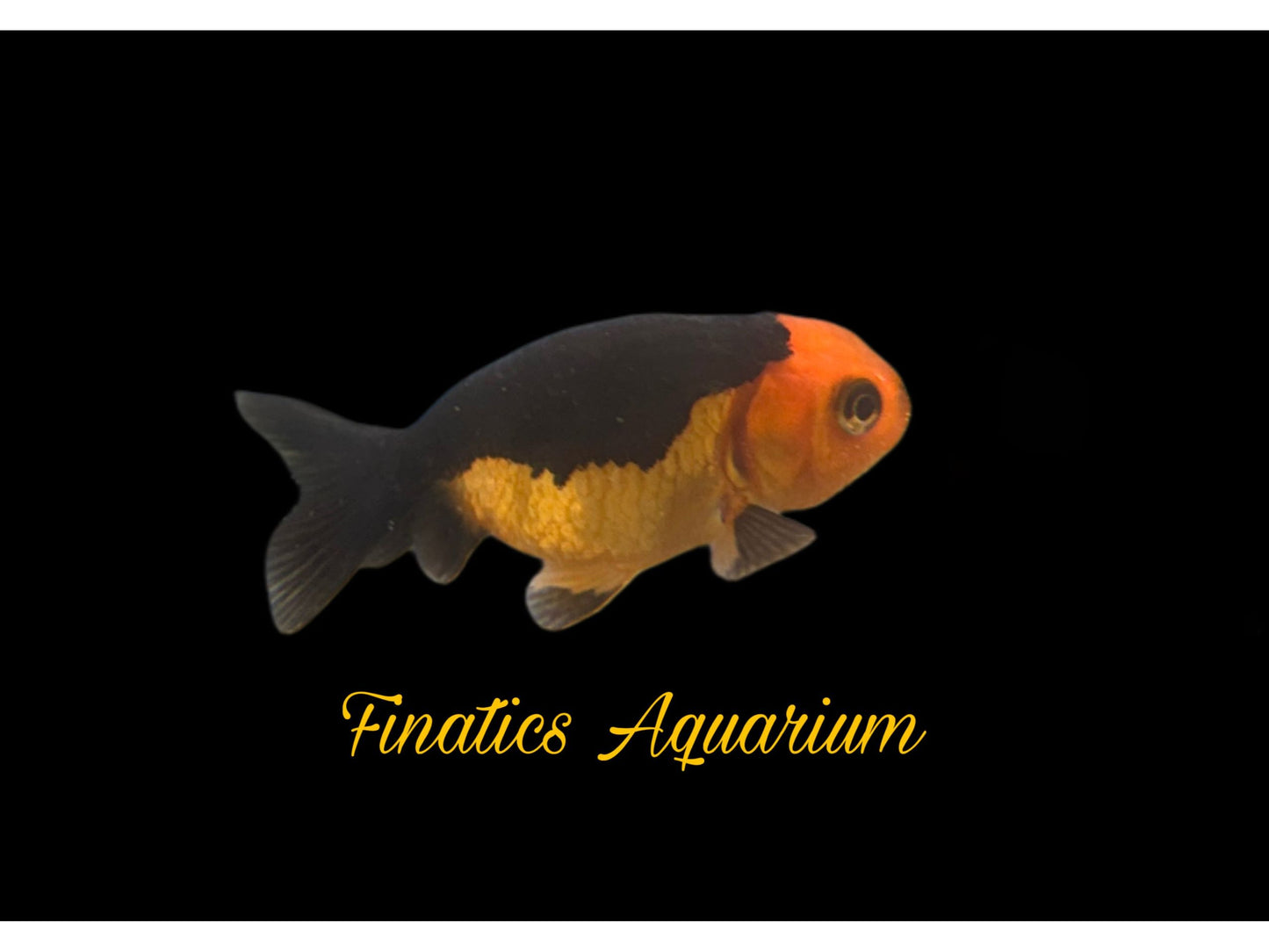 One Ranchu Goldfish Approx 2-3”  WYSWYG  r1016