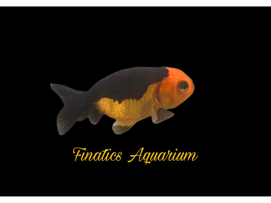 One Ranchu Goldfish Approx 2-3”  WYSWYG  r1016