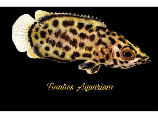 One Leopard Ctenopoma Fish Approx 1-2”