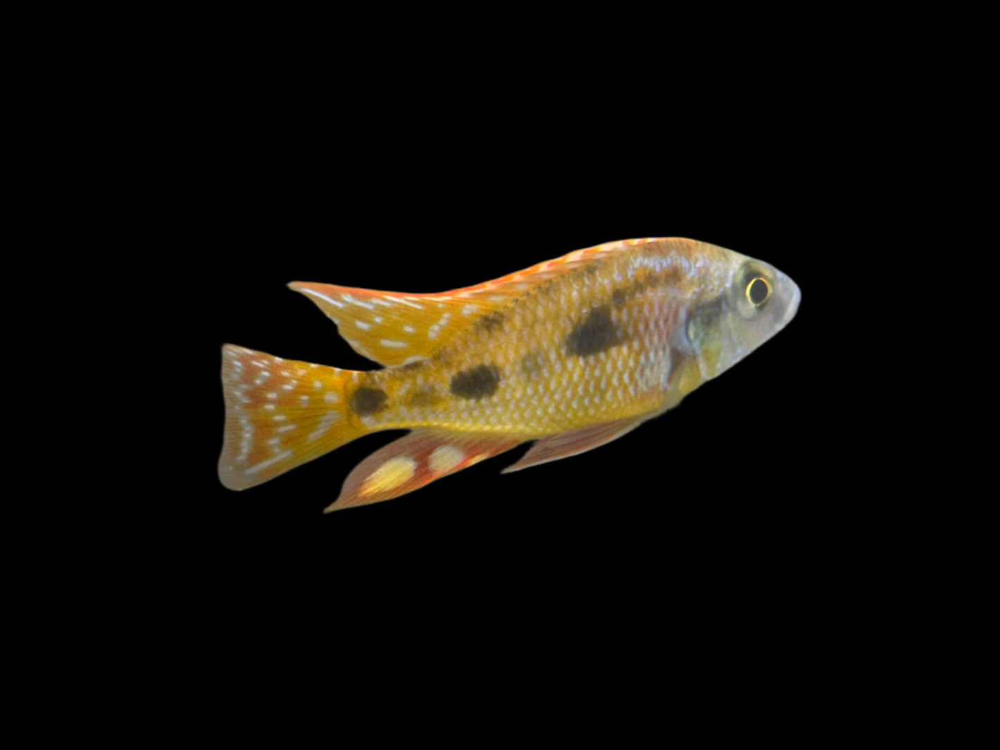 One Intermedius Lethrinops (hybrid) Cichlid WYSWYG Approx 2”