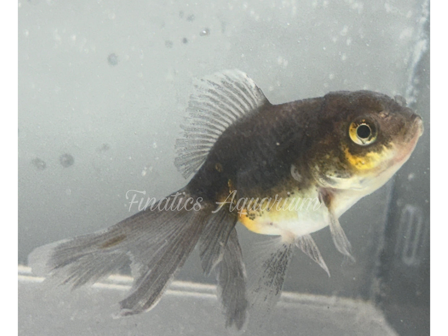 R1051 Oranda Goldfish WYSWYG (Item #1051)