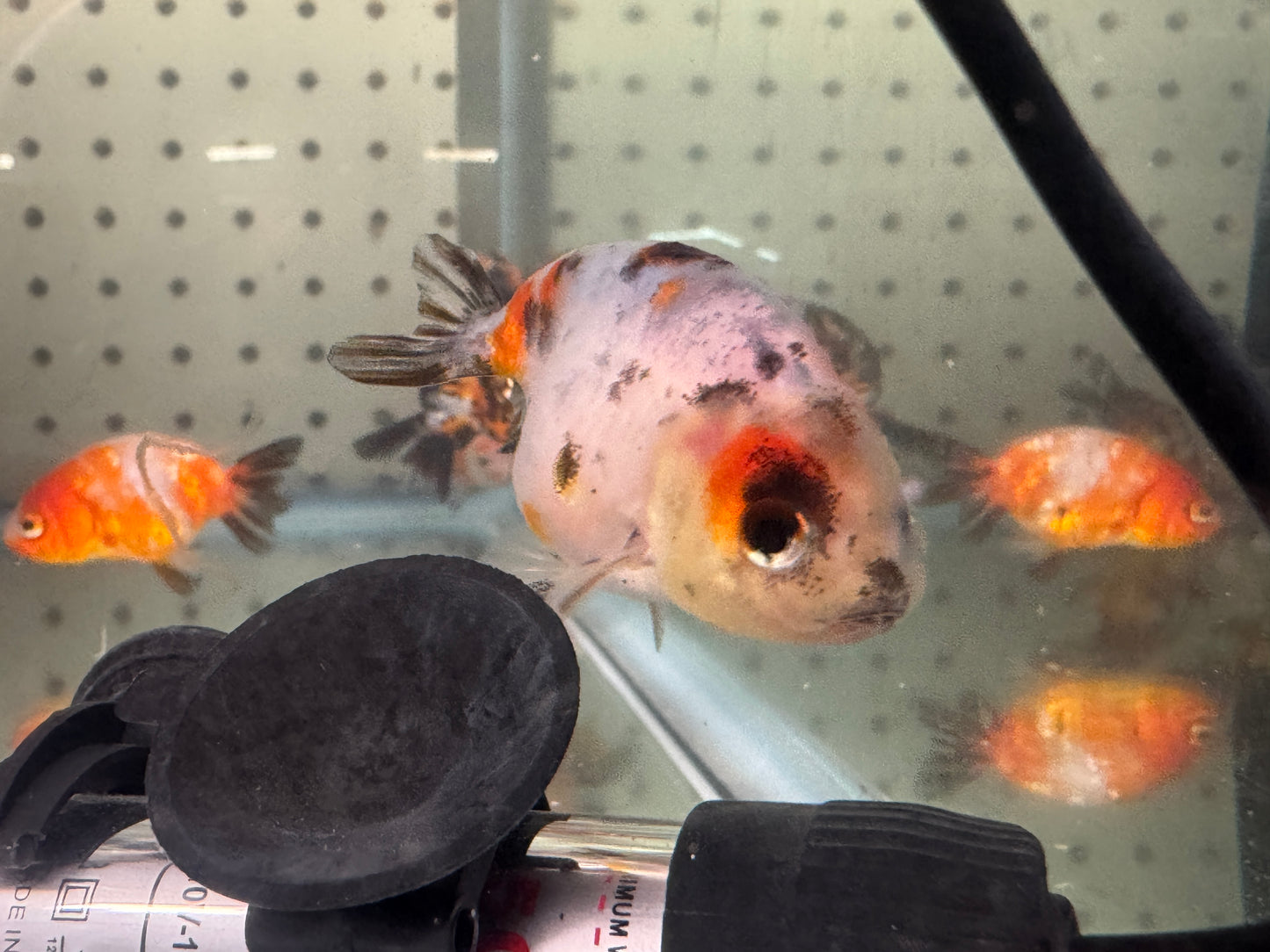 One Calico Ranchu Goldfish Approx 2-3"