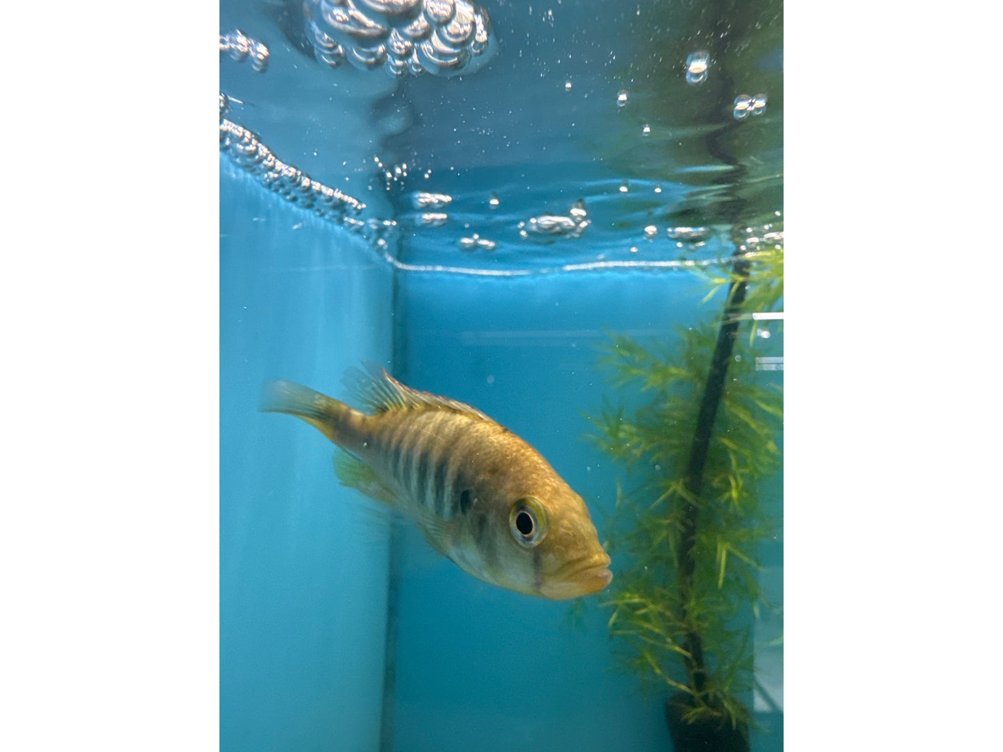 Nyereri Cichlid Approx 2-3" T225