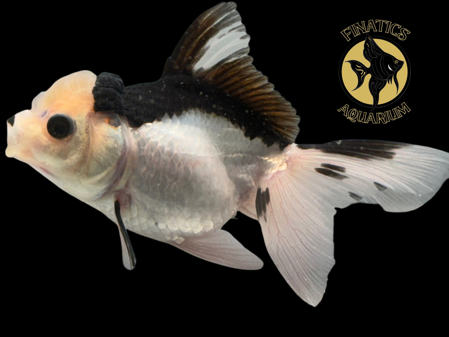 R2122 Thai Oranda Goldfish WYSWYG  (Item #R2122) Approx 2-3”