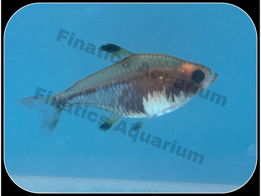 One X-Ray Glass Tetra (T5)