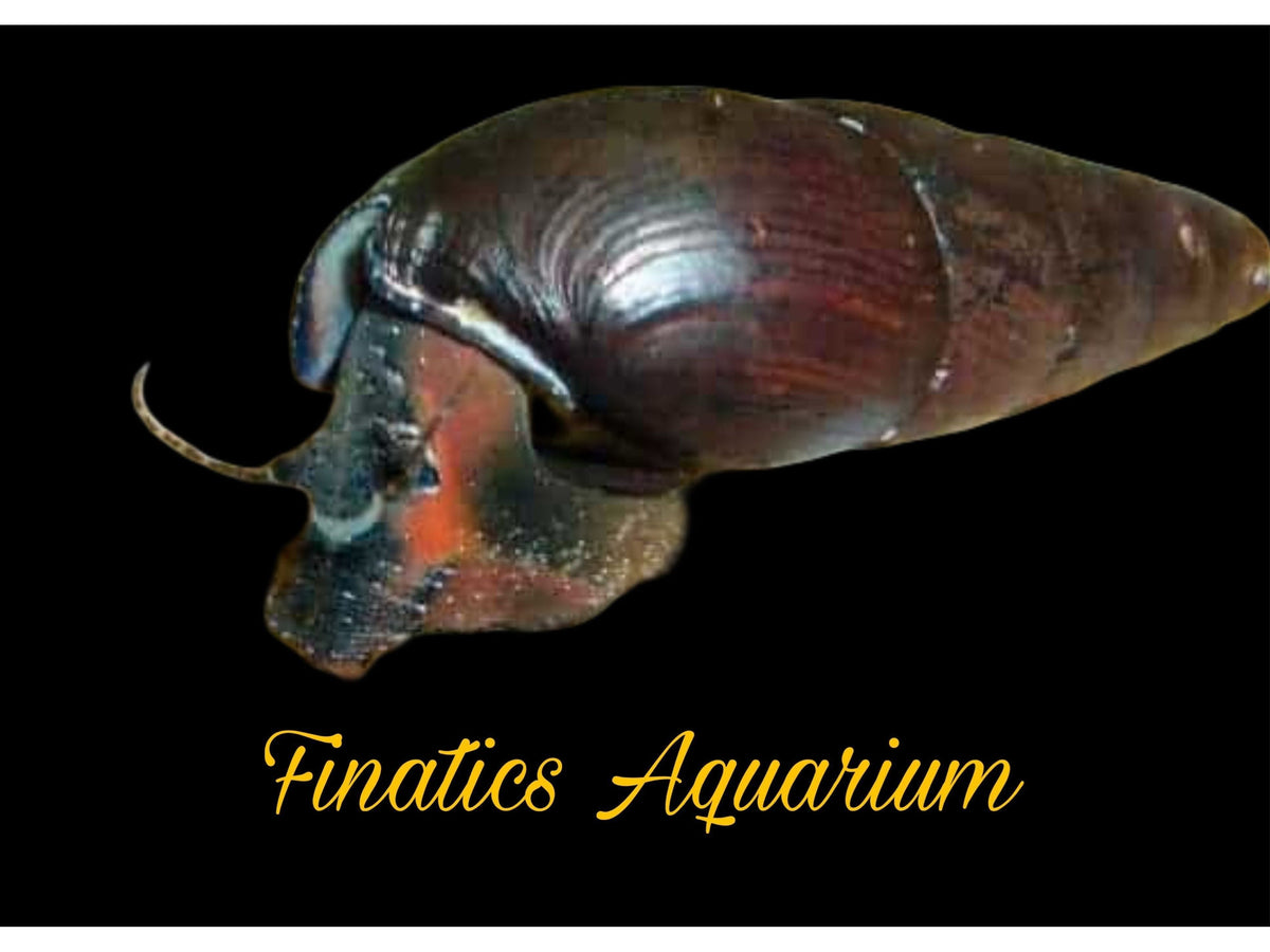 Volcano Rabbits Snails One Orange Volcano Rabbit Snail - Coloring May Vary – Finatics Aquarium