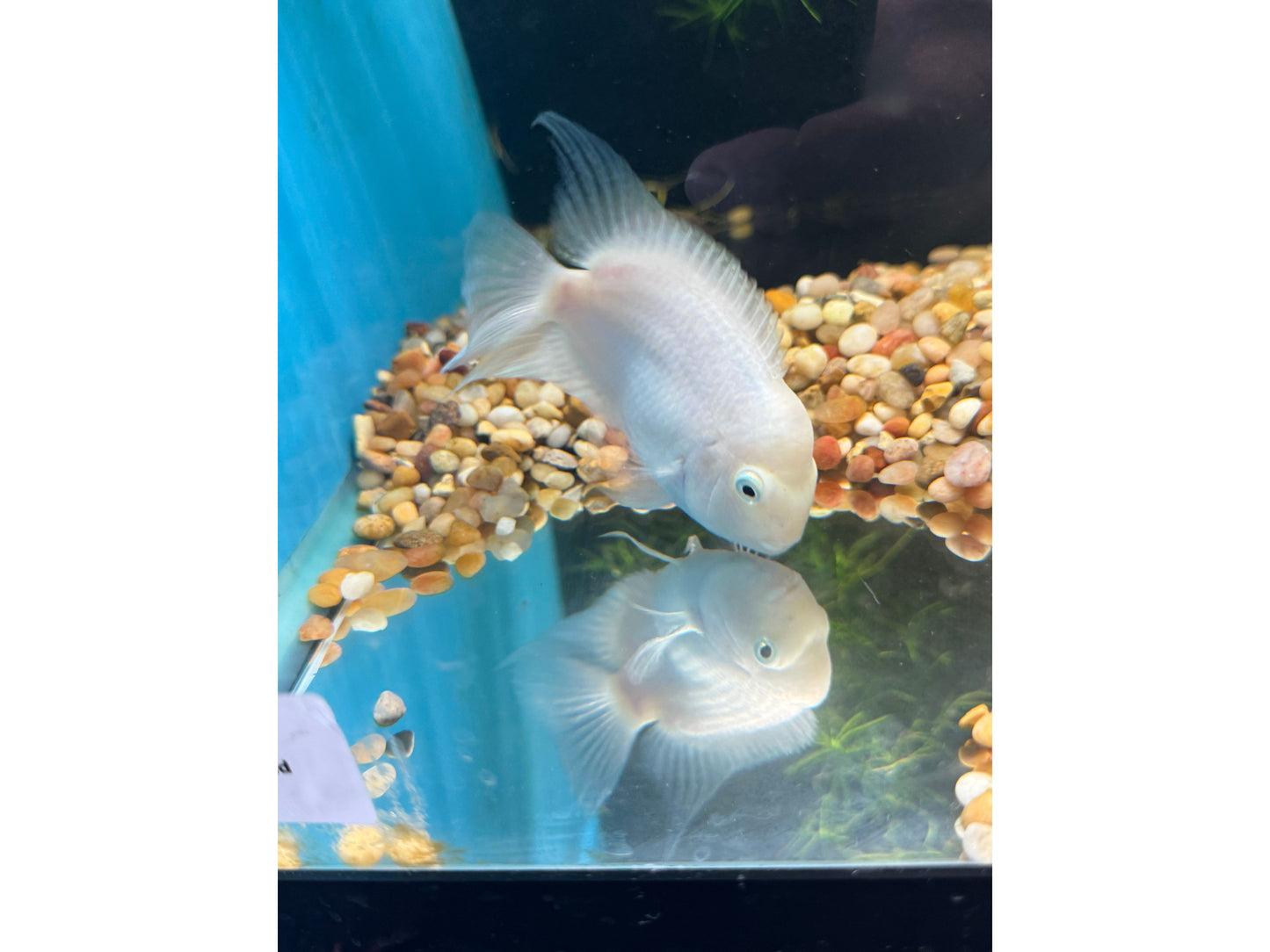 Humphead Snow White Parrot/Flowerhorn Hybrid