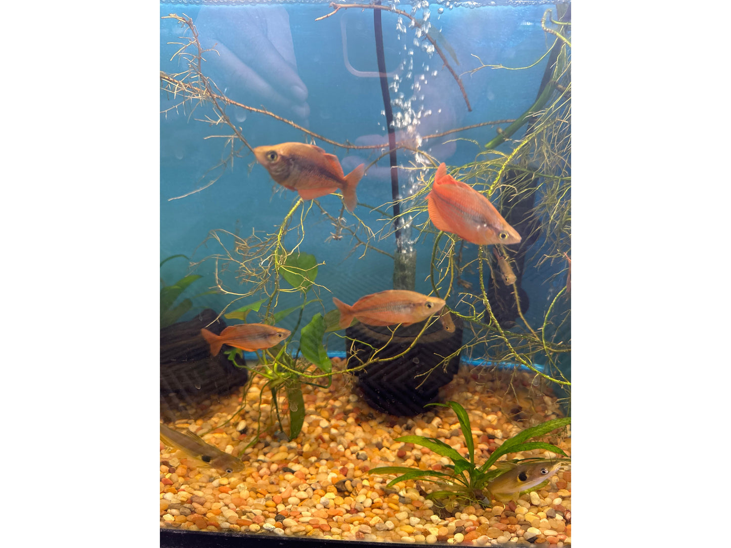 Pigeon Rainbow Fish Approx 2 - 2.5"