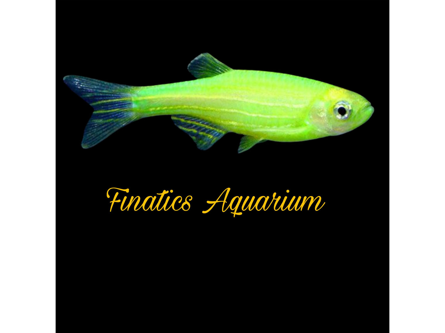 One Electric Green Glofish Danio Approx 1”