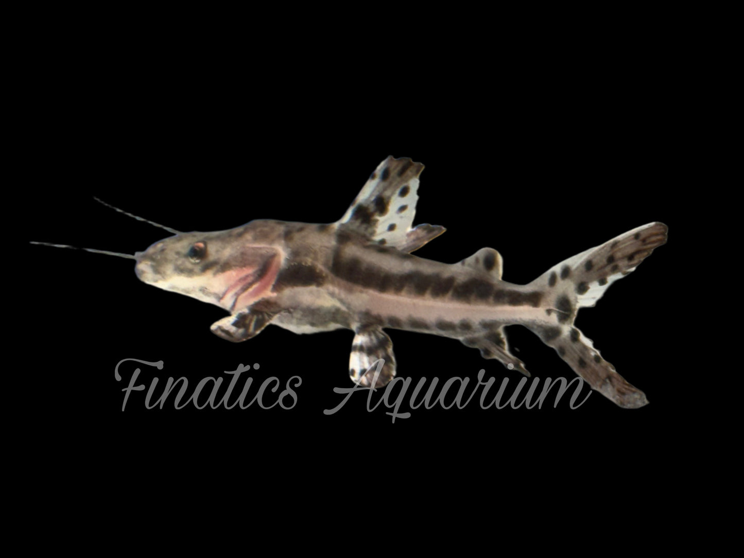 One Tiger Shovelnose Catfish Approx 2-3.5"