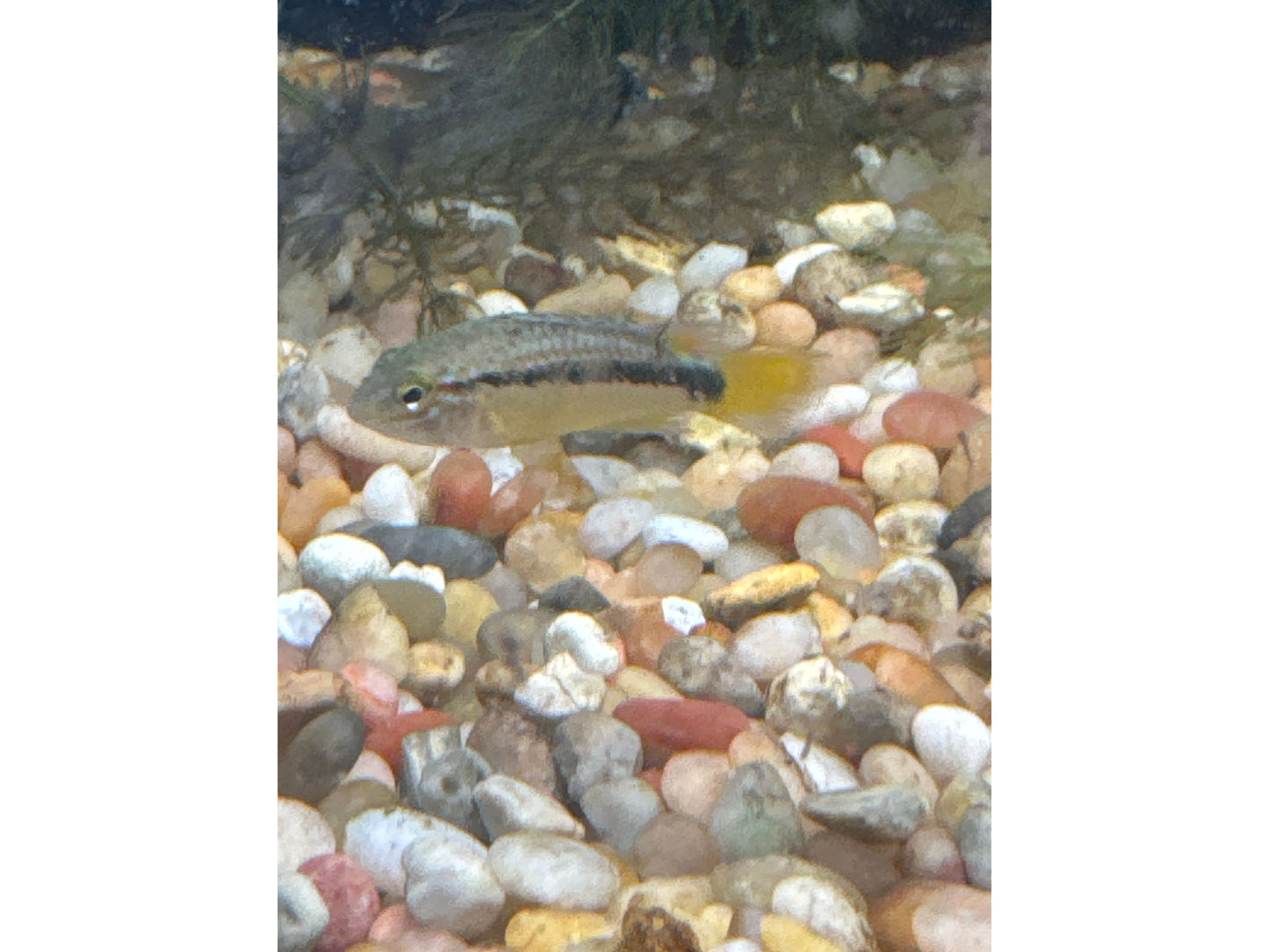 Apistogramma Papagayo Approx 1"