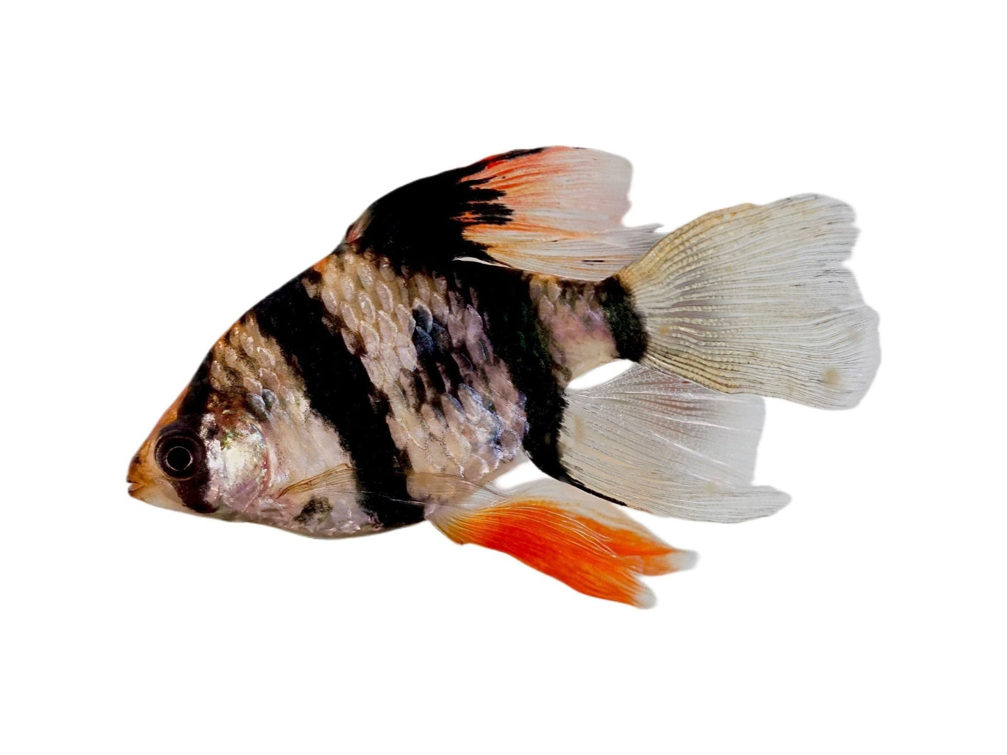 One Tiger Longfin Barb Approx 1" T84