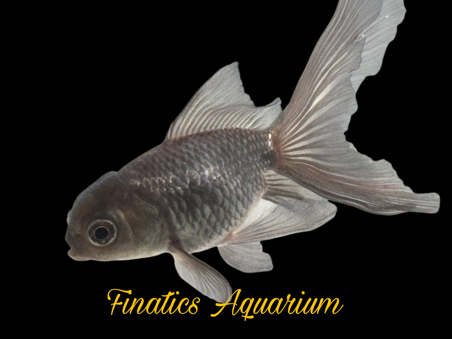 R2303 Oranda Goldfish WYSWYG  Approx 2”