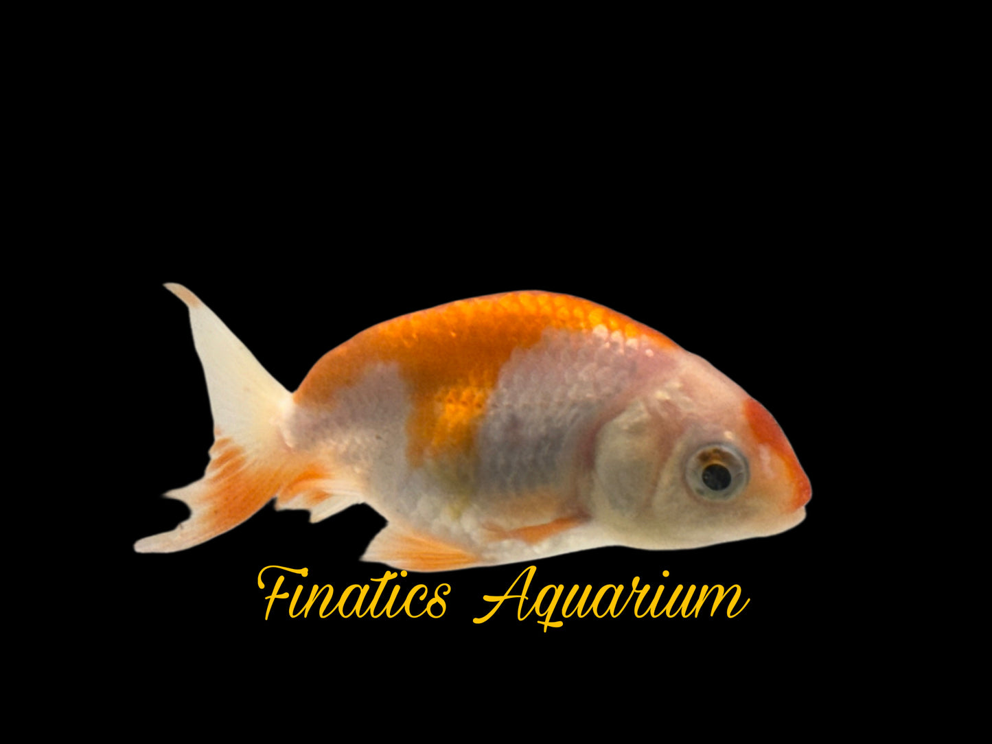 R2139 Ranchu Goldfish WYSWYG  (Item #R2139) Approx 2”