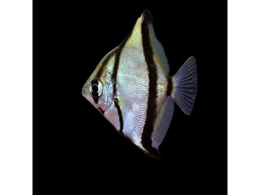 Mono Sebae Fish Freshwater