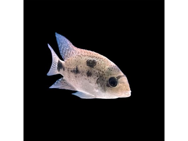 One Vieja Argentea Silver Cichlid Approx 2” T82/85