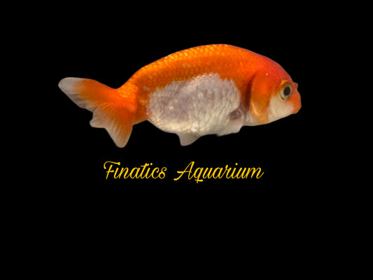 One Lion Head Ranchu Goldfish Approx 2”  WYSWYG  r2037